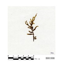 藏品(長葉鱗葉苔)的圖片